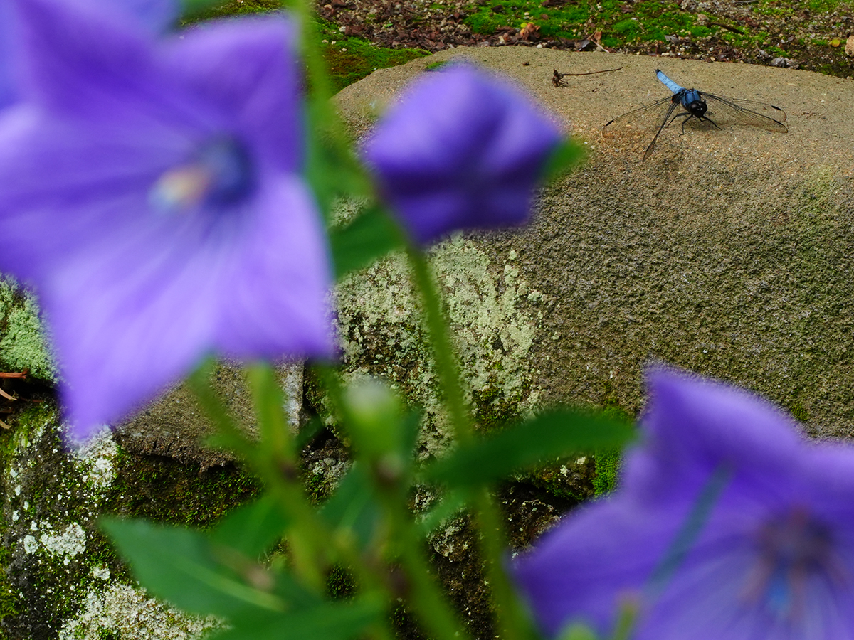 20260707海蔵寺_桔梗A7V03660.jpg