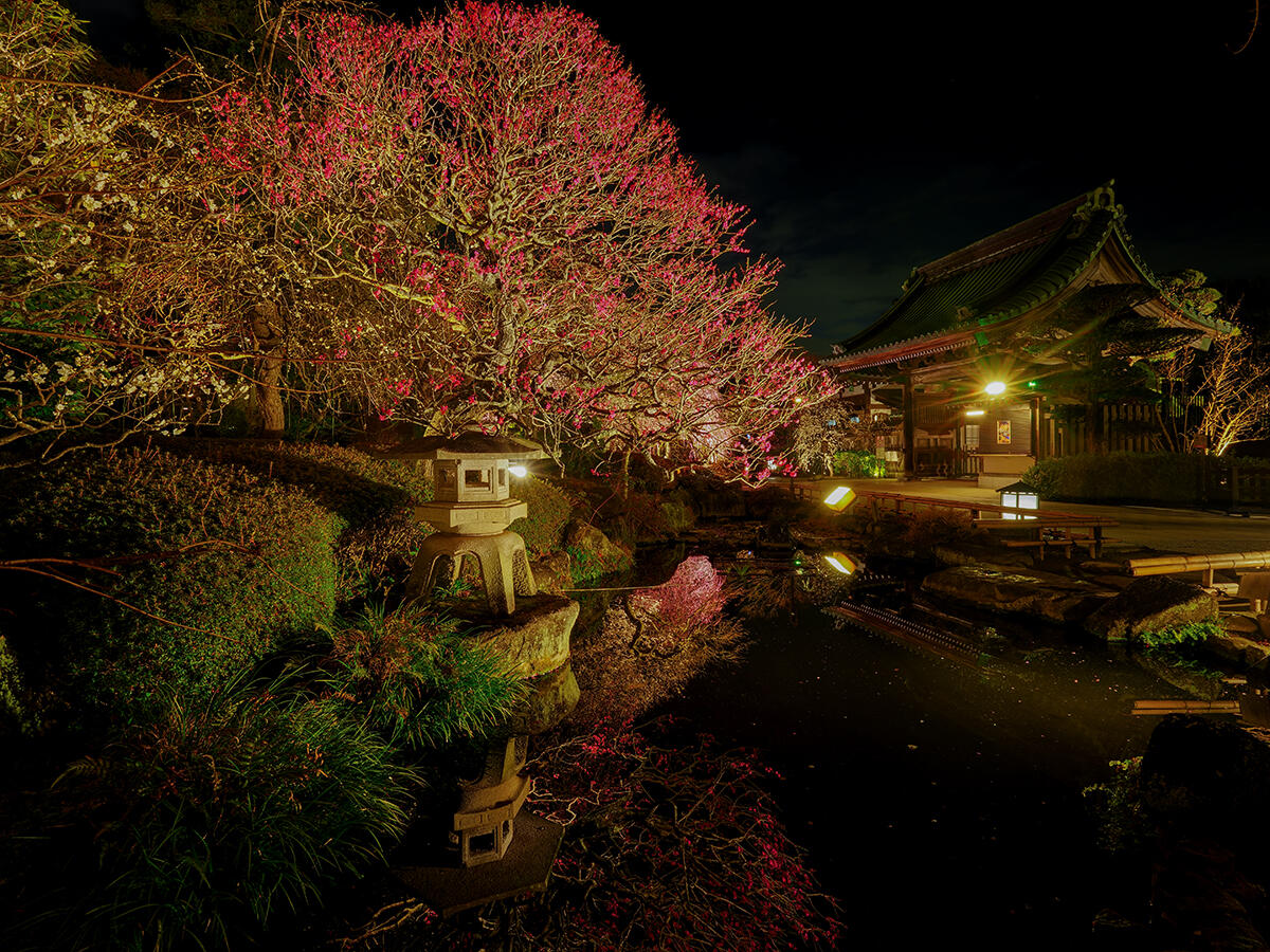 20260212長谷寺_梅ライトアップA7V04150_ExNR のコピー.jpg
