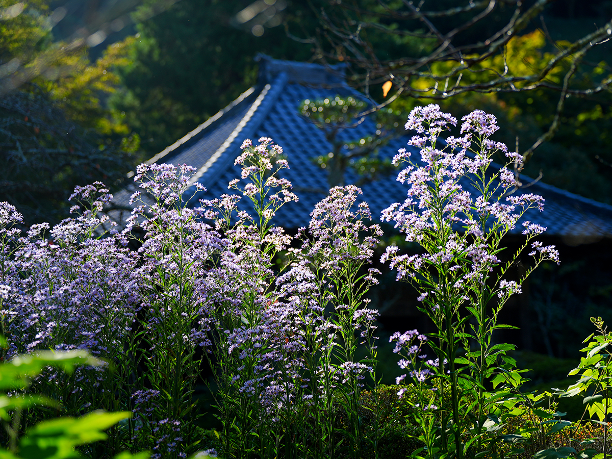 20261009海蔵寺_シオンA7V02098.jpg