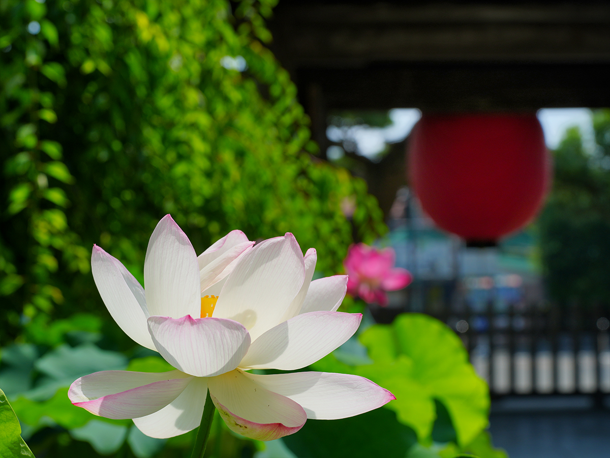 20260715長谷寺_凌霄花・ハスA7V04914.jpg