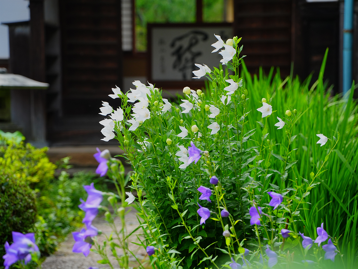 20260707海蔵寺_凌霄花A7V03589.jpg