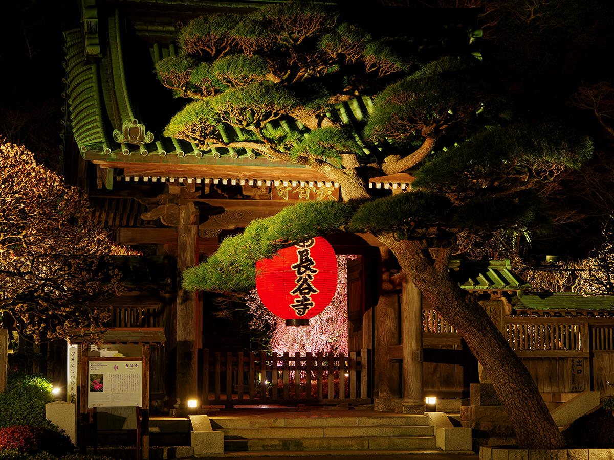 20260212長谷寺_梅ライトアップA7V04285_ExNR のコピー.jpg