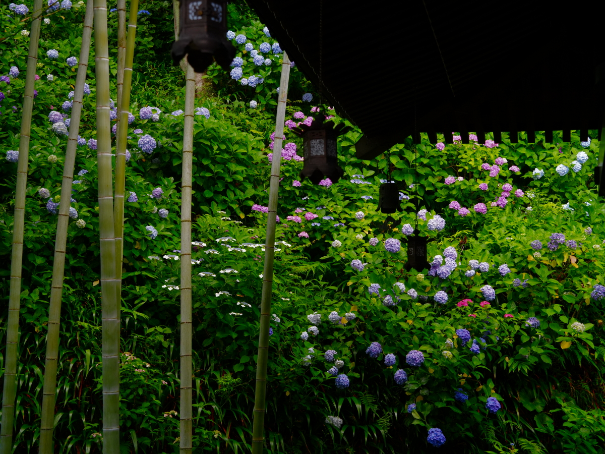 20260615長谷寺_紫陽花A7V01460.JPG