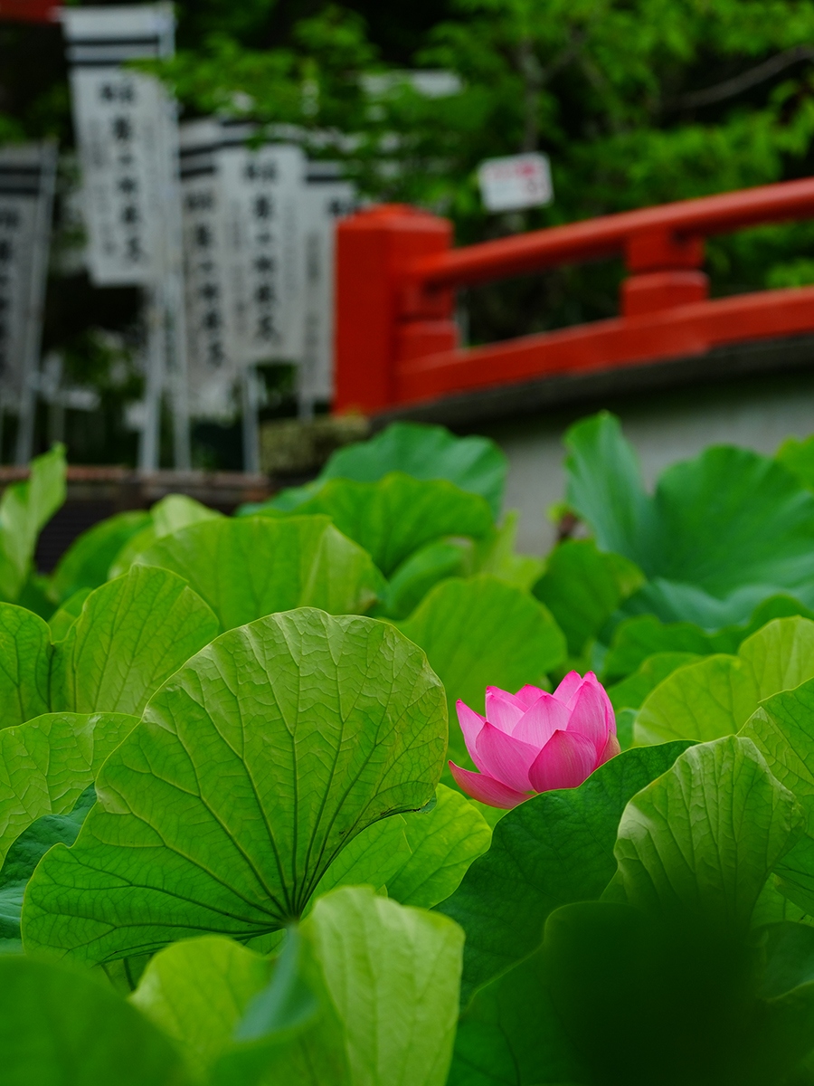 20260715源氏池_ハスA7V04448.jpg