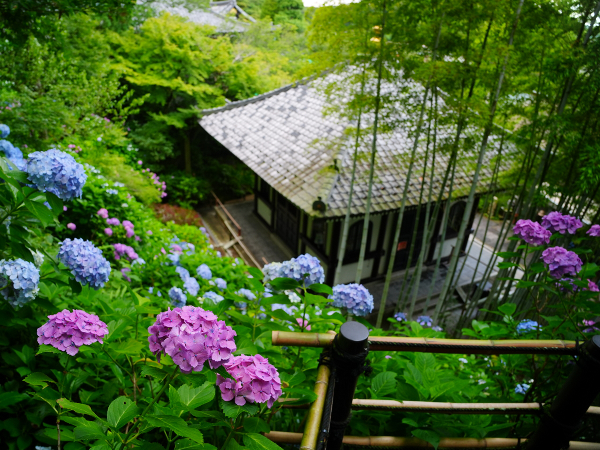 20260615長谷寺_紫陽花A7V01637.JPG