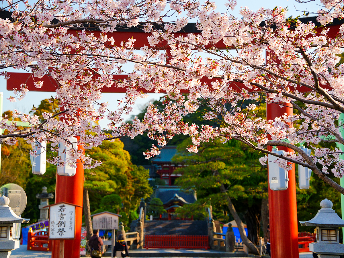 20260403段葛_桜A7V06700 のコピー.jpg