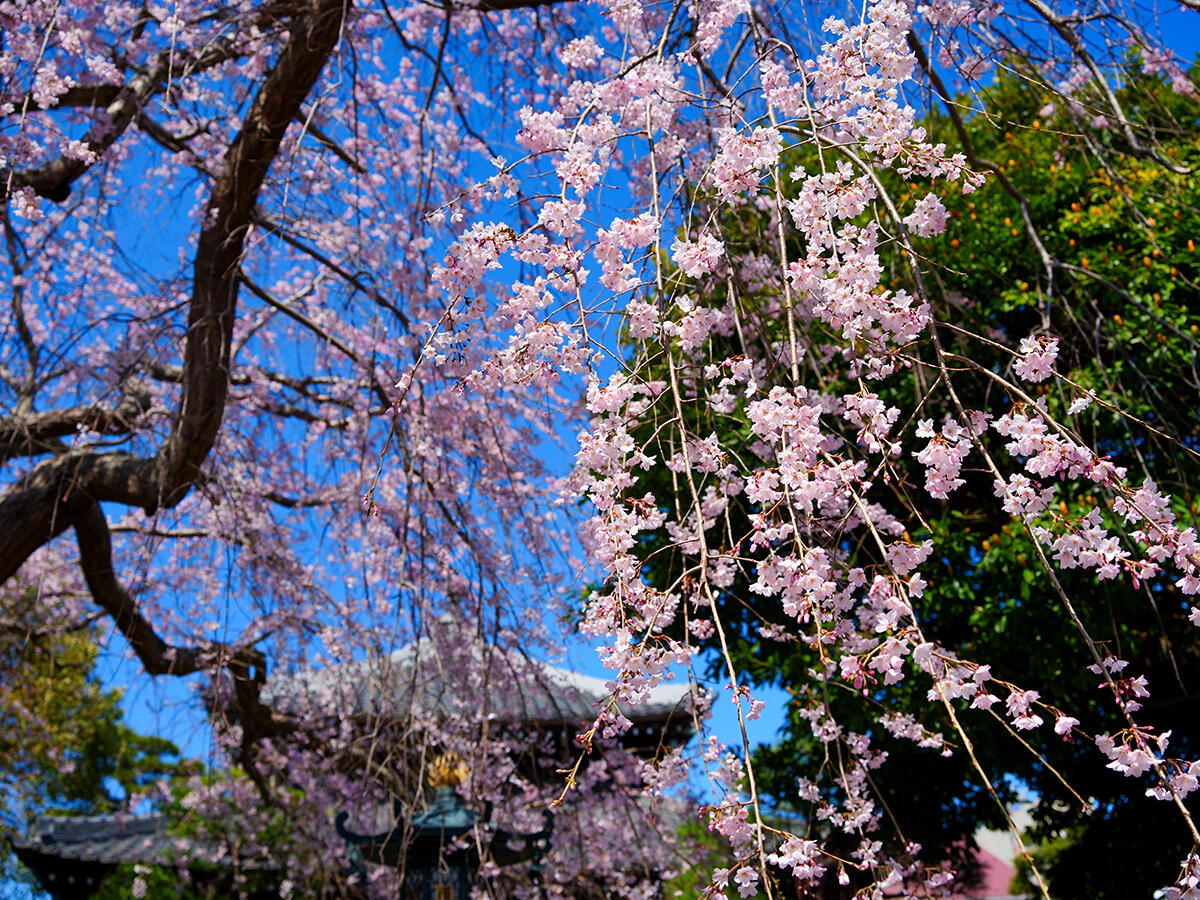 20260324本覚寺_枝垂れ桜A7V06190 のコピー.jpg