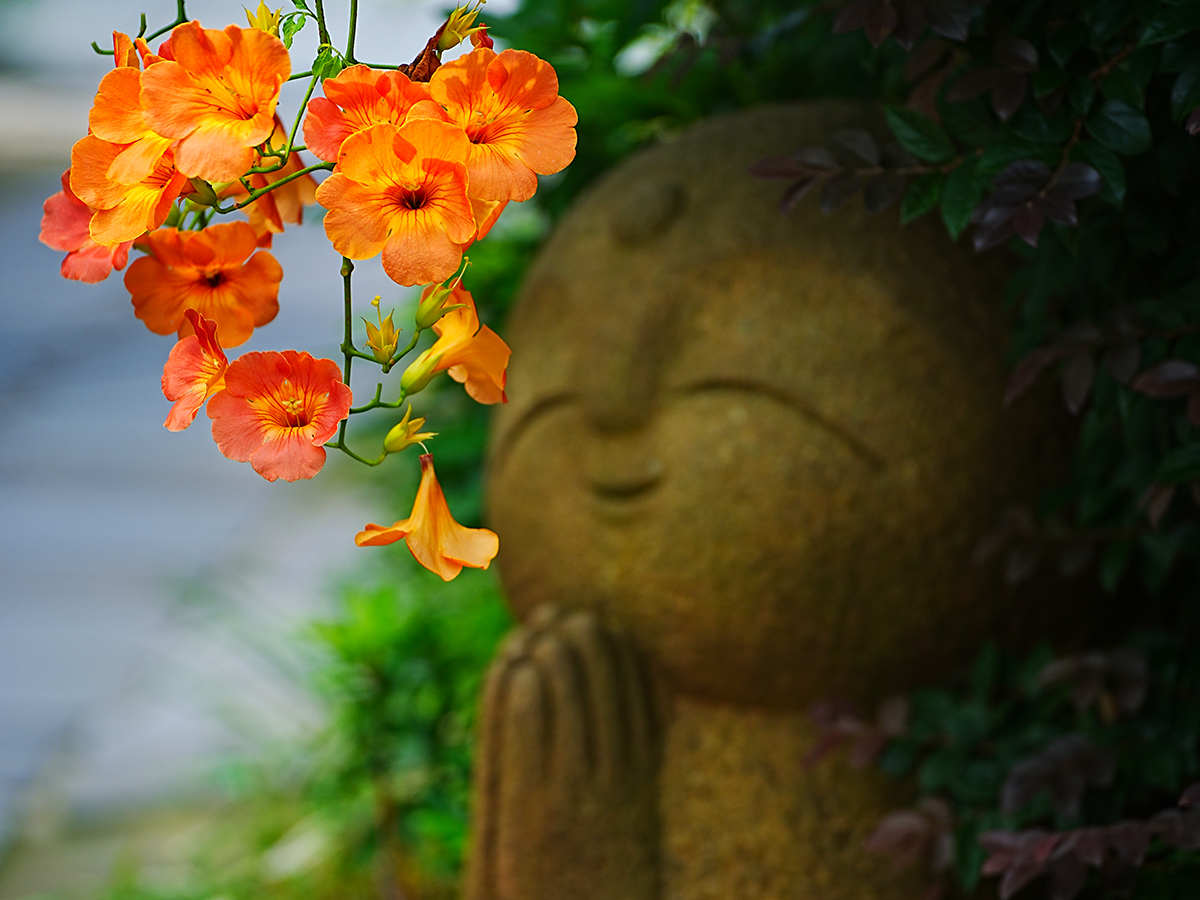 20260715長谷寺_凌霄花A7V04700_2.jpg