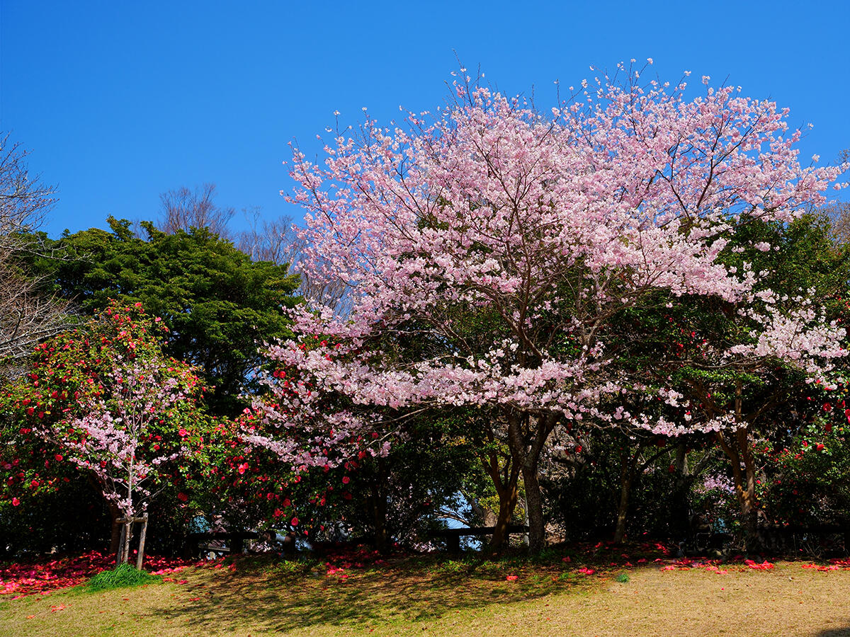 20260324源氏山公園_桜A7V06294 のコピー.jpg