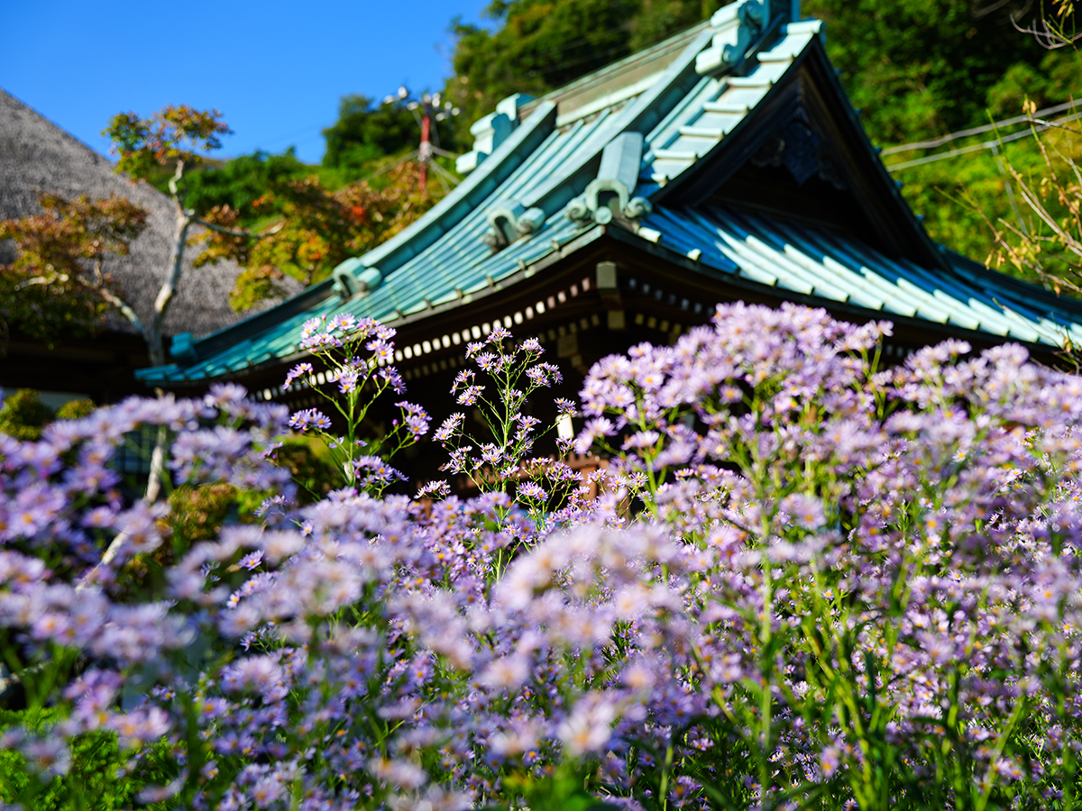20261009海蔵寺_シオンA7V02058.jpg