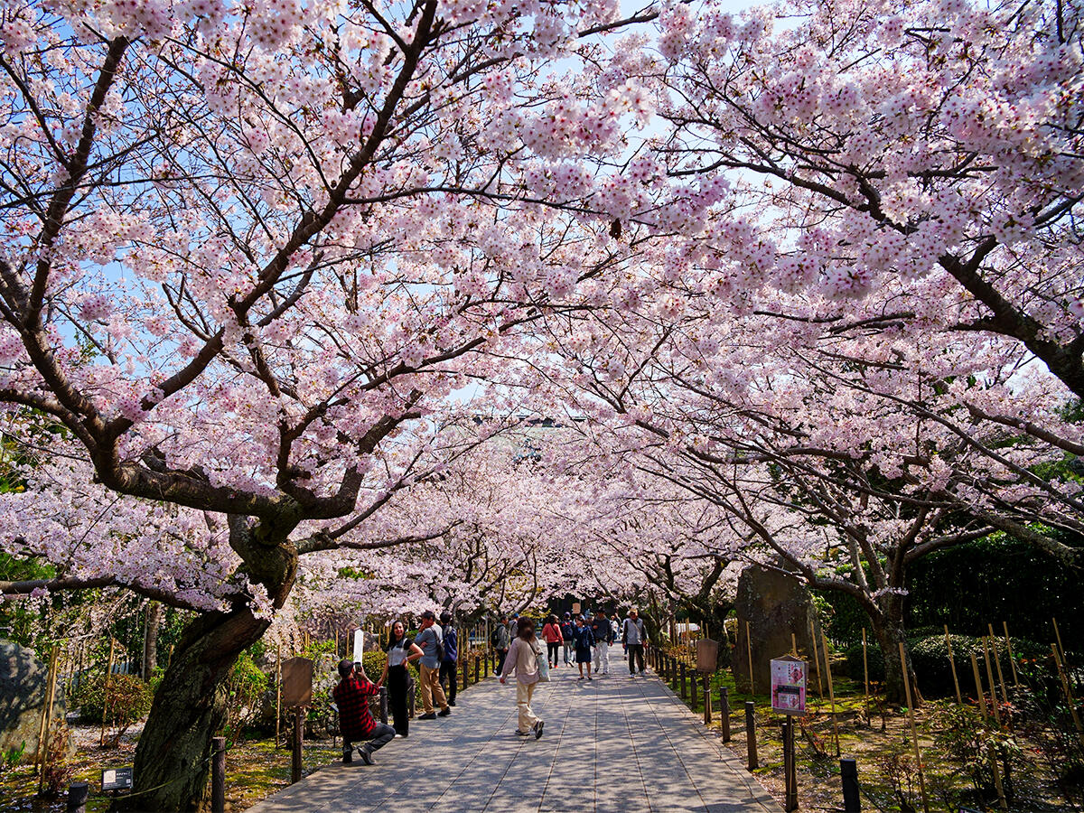 20260329建長寺_桜A7V06457 のコピー.jpg