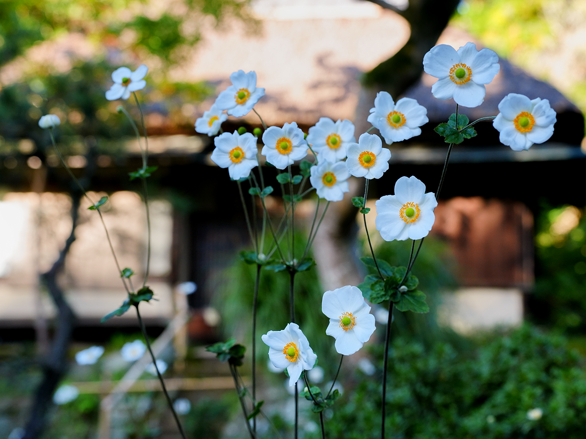 20261021浄智寺_秋明菊A7V02542.jpg