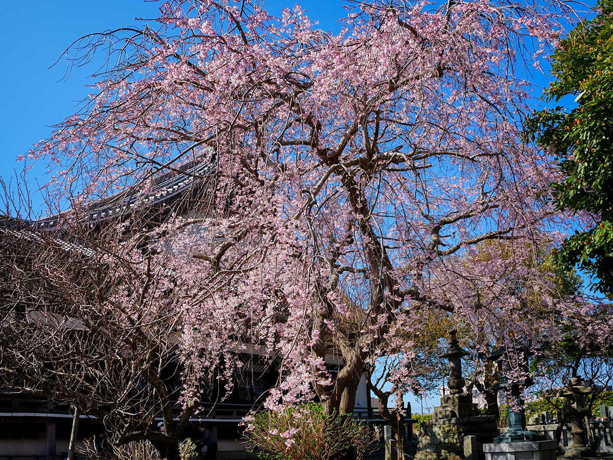 20260324本覚寺_枝垂れ桜A7V06106 のコピー 2.jpg