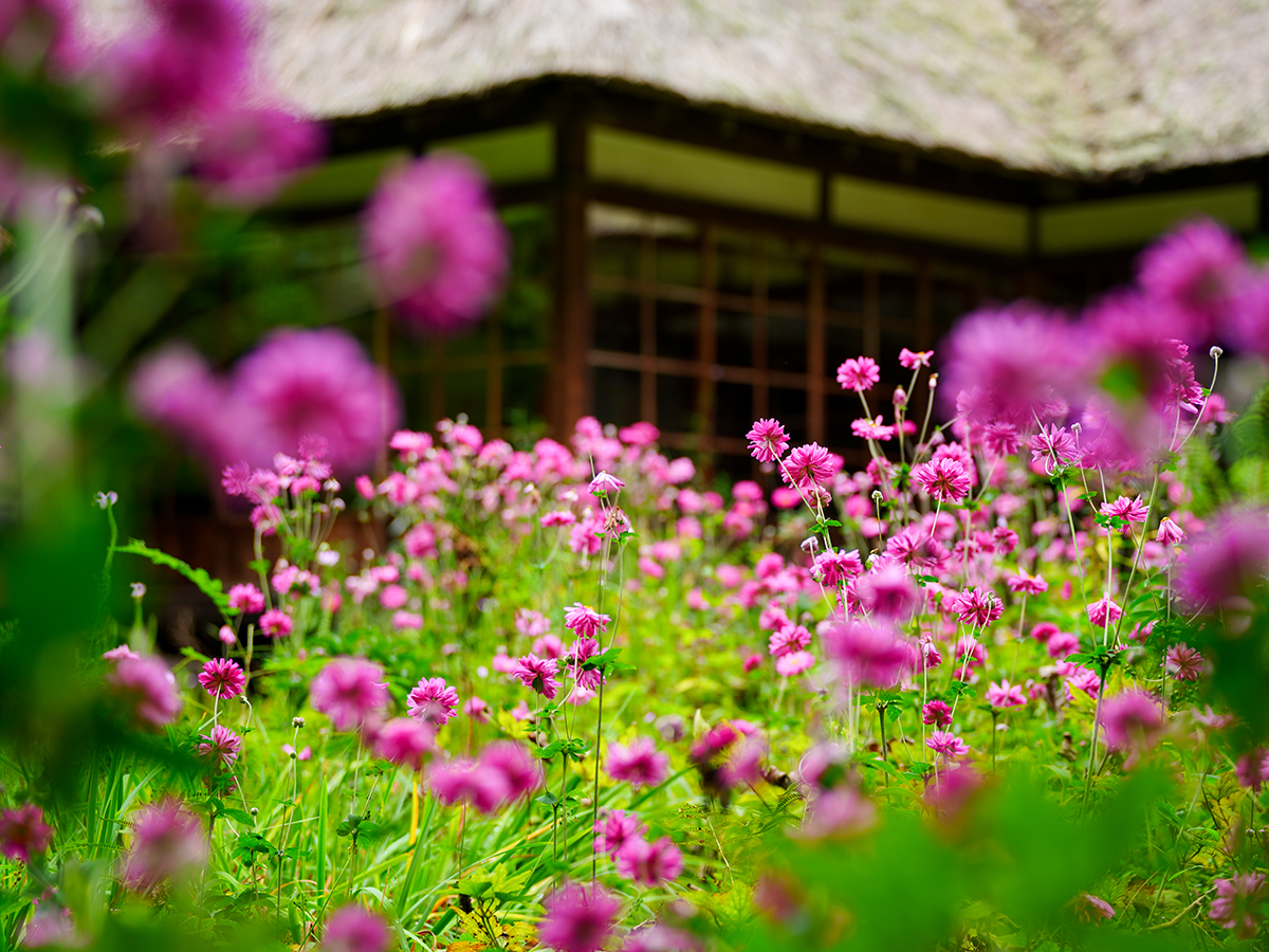 20261021浄智寺_秋明菊A7V02459.jpg