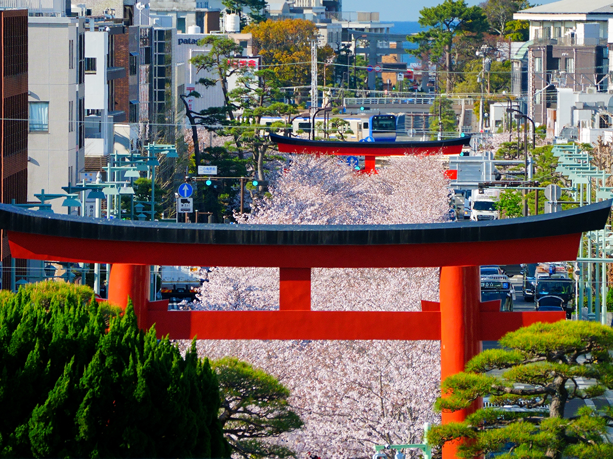 20260403段葛_桜A7V06877 のコピー.jpg