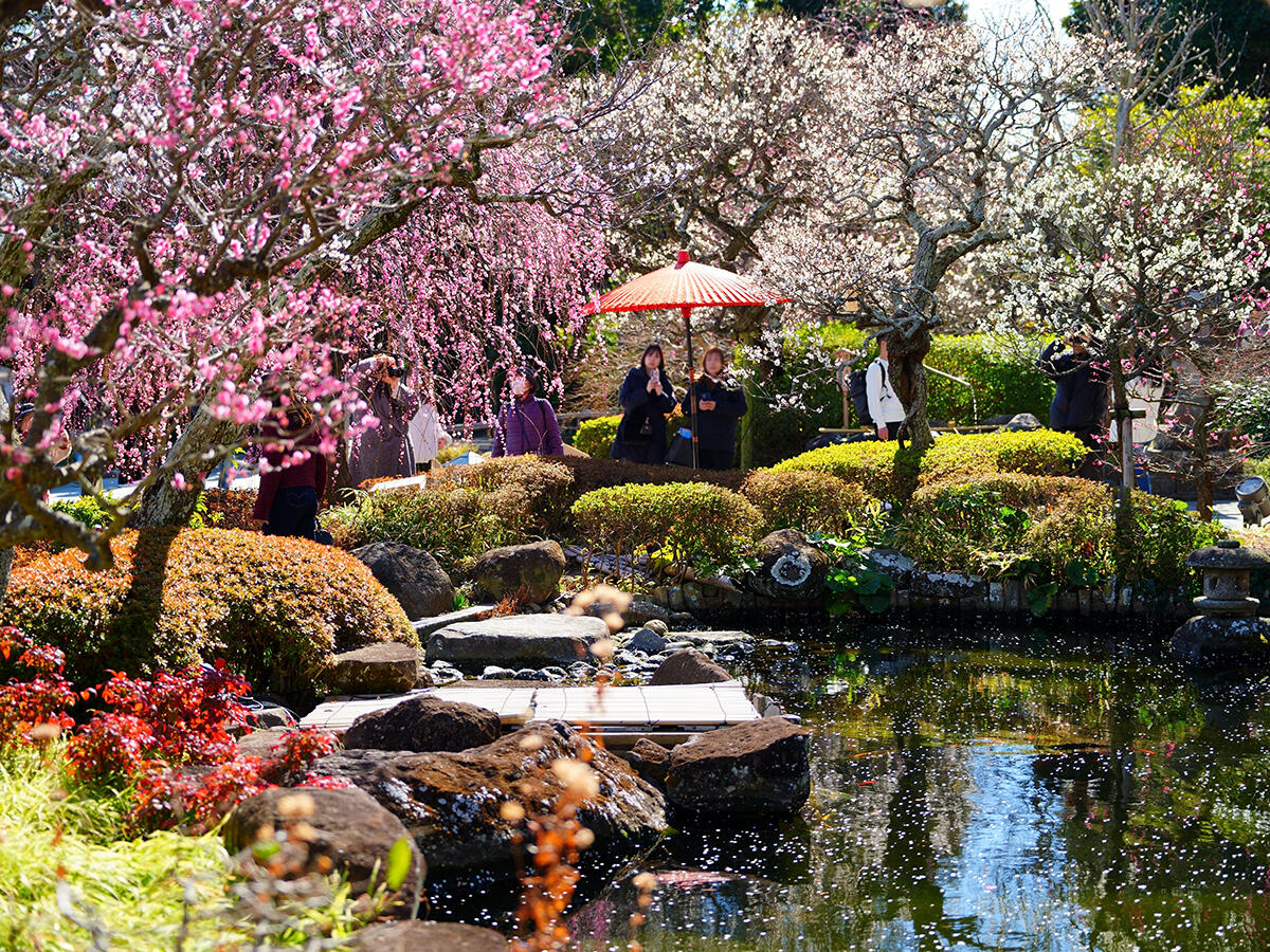 20260203長谷寺_節分会A7V03569 のコピー.jpg