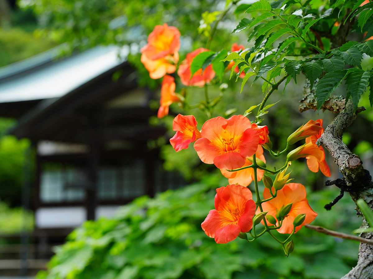 20260707海蔵寺_凌霄花A7V03535.jpg