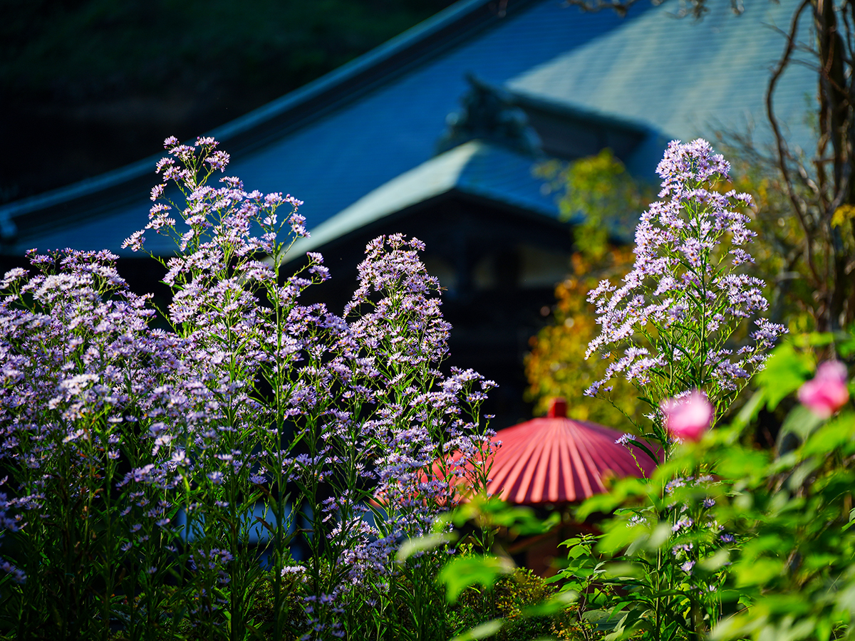 20261009海蔵寺_シオンA7V02093.jpg