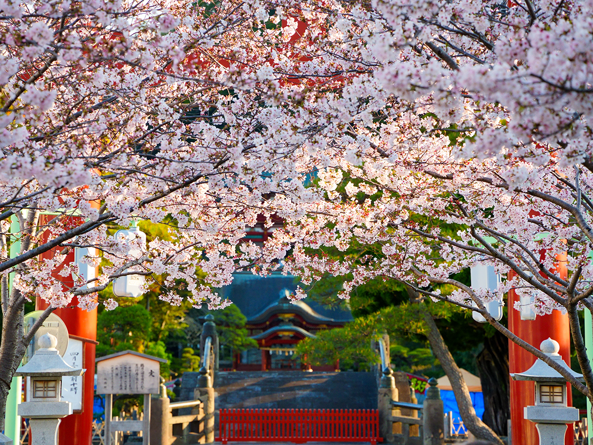 20260403段葛_桜A7V06635 のコピー.jpg