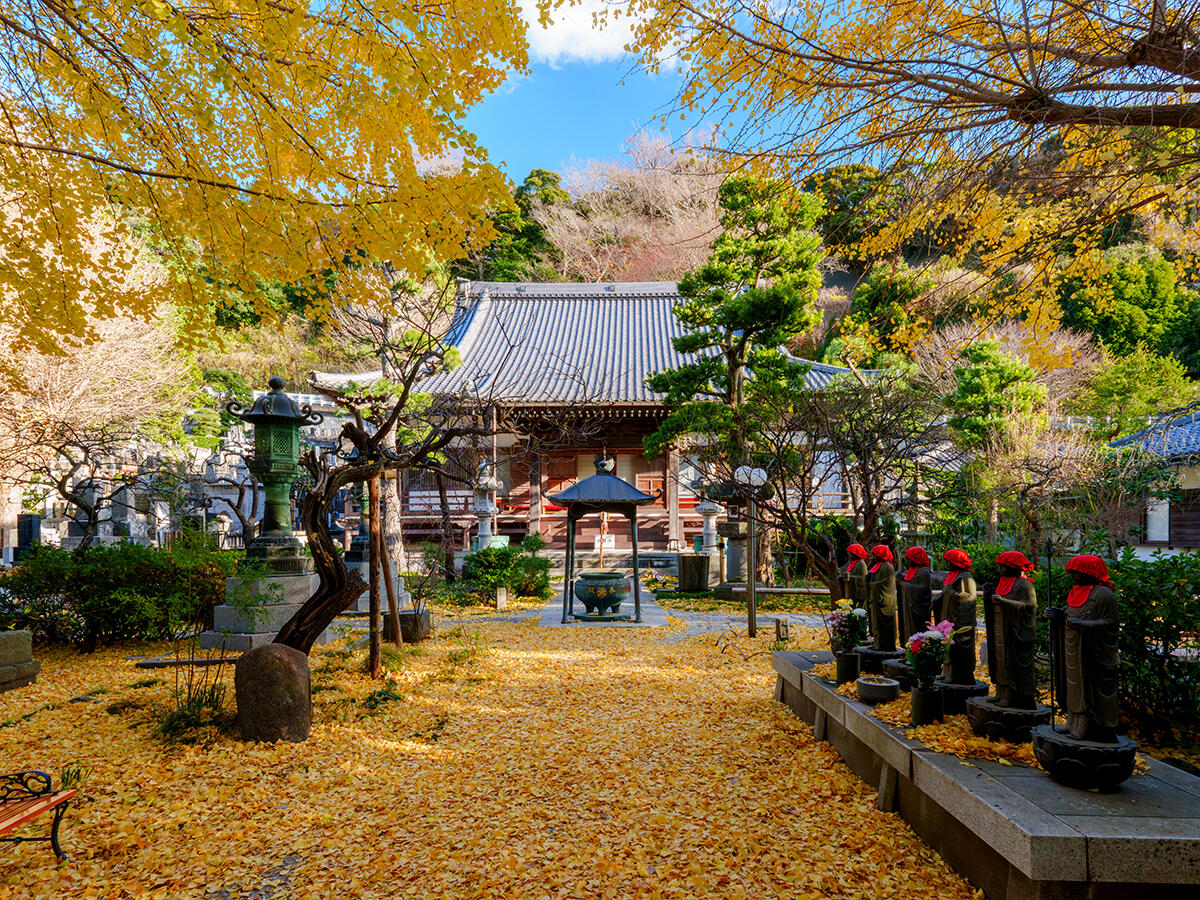 20251212常立寺_イチョウ落葉A7R02712-Edit のコピー2.jpg