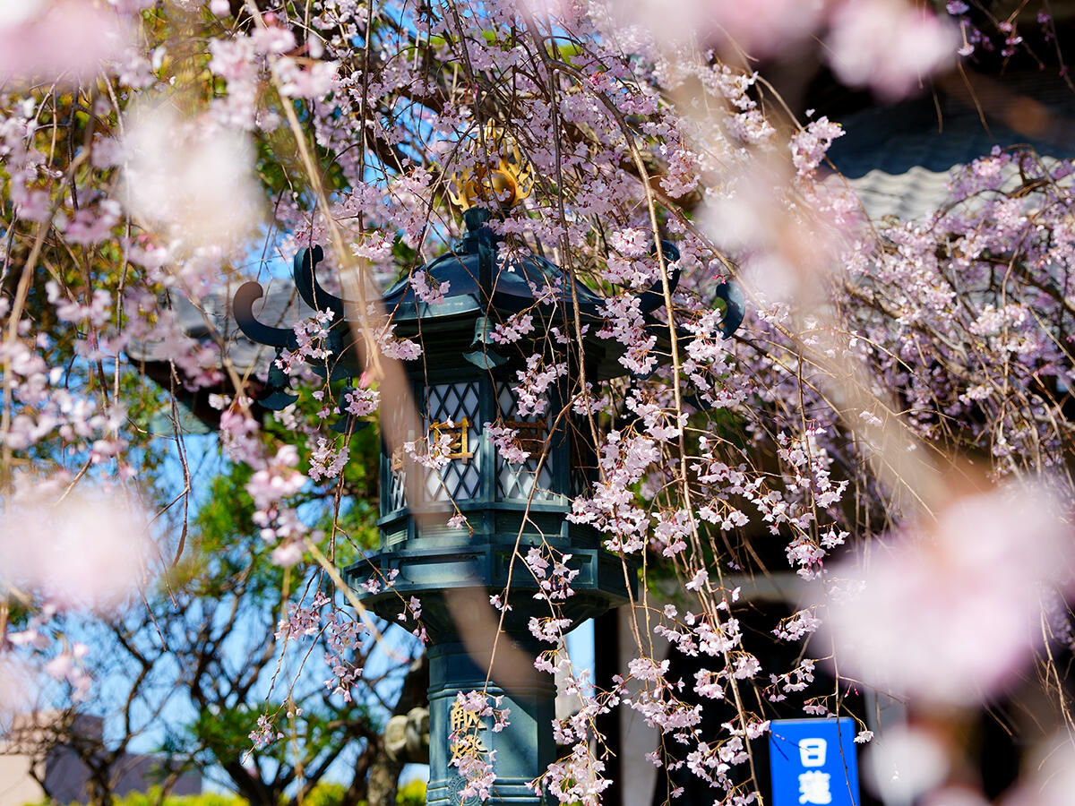 20260324本覚寺_枝垂れ桜A7V06071 のコピー.jpg