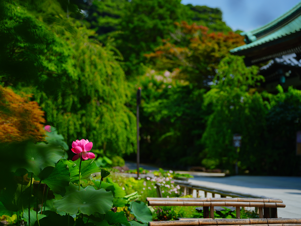20260715長谷寺_凌霄花・ハスA7V04929.jpg
